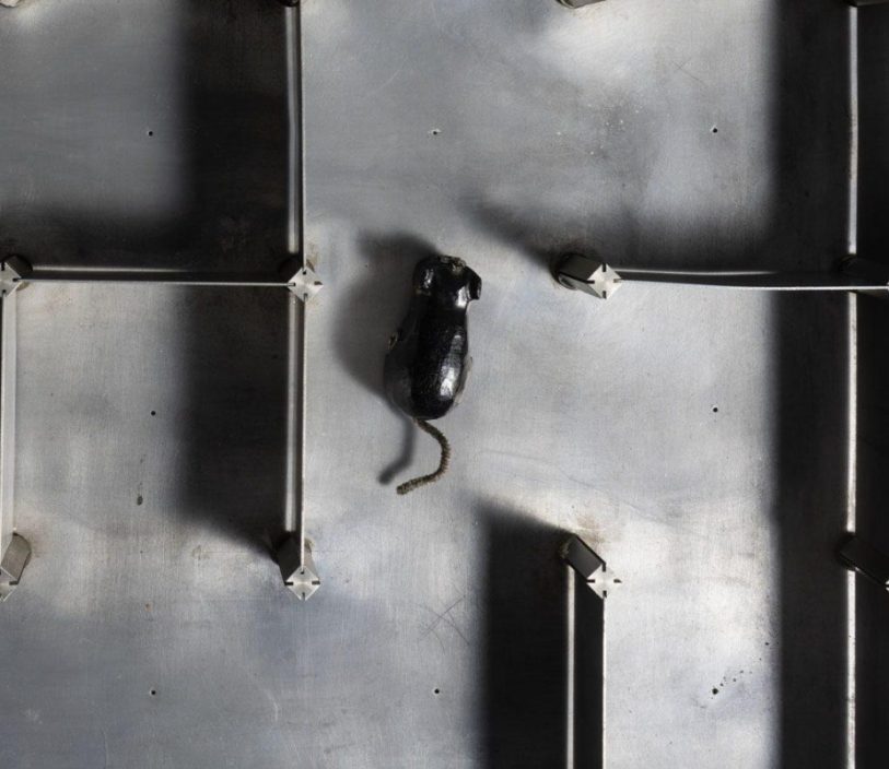 A mouse moving through a maze