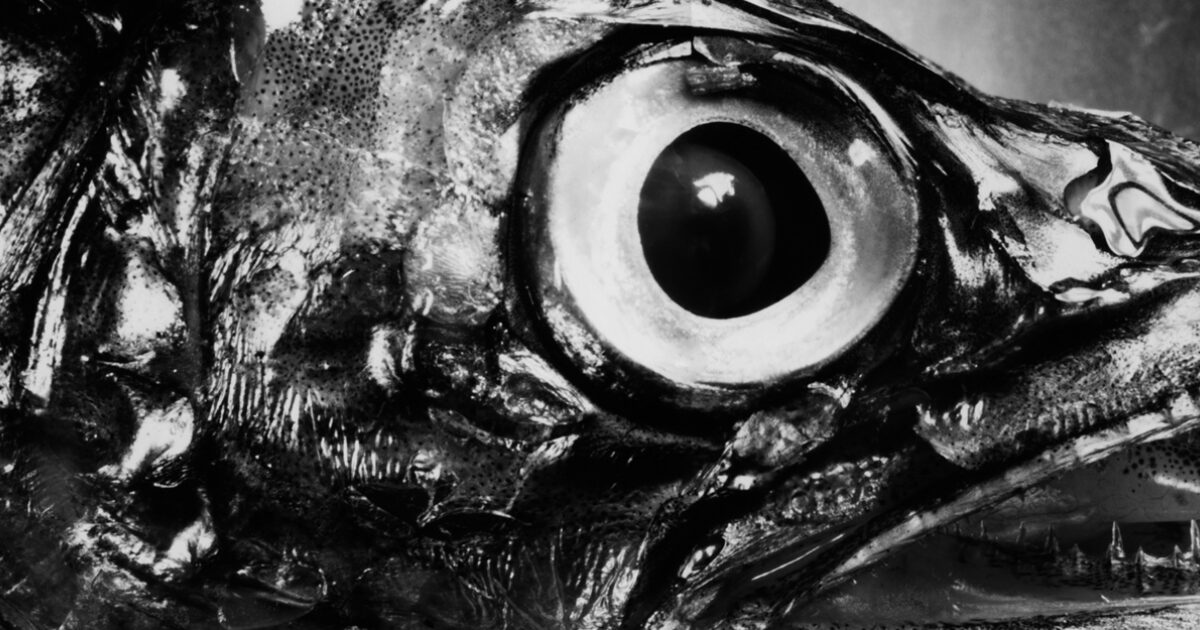 アート・デザイン・音楽 Berenice Abbott Masters of Photography Berenice Abbott Photo album : Masters of photography | eBay