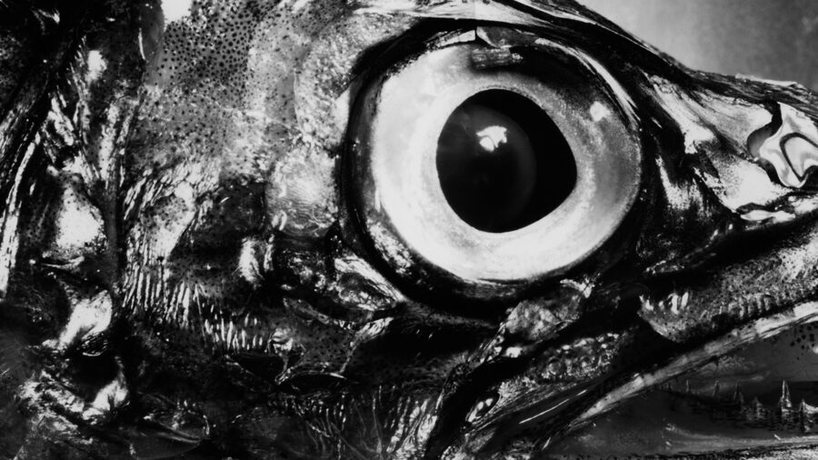 So Easy To See: Berenice Abbott's Super Sight | MIT Museum